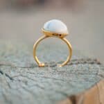 Closeup shot of a ring on a tree trunk Closeup shot of a ring on a tree trunk